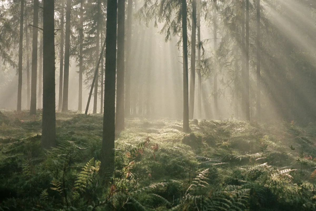 Fields & Forests