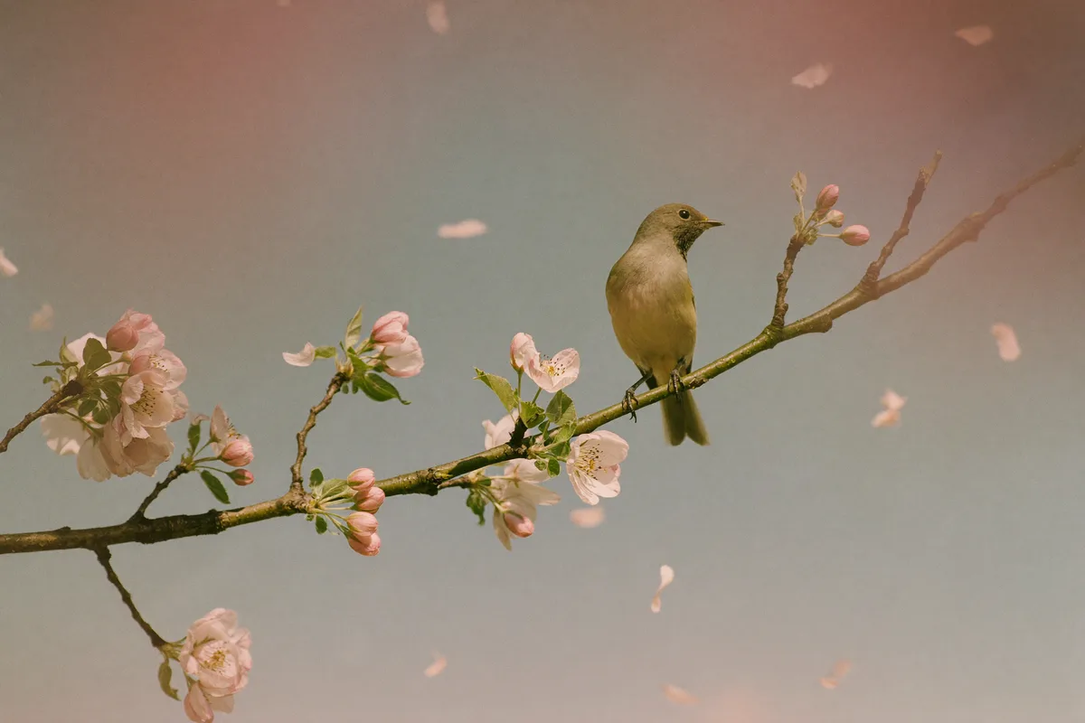 Nature & Birdsong